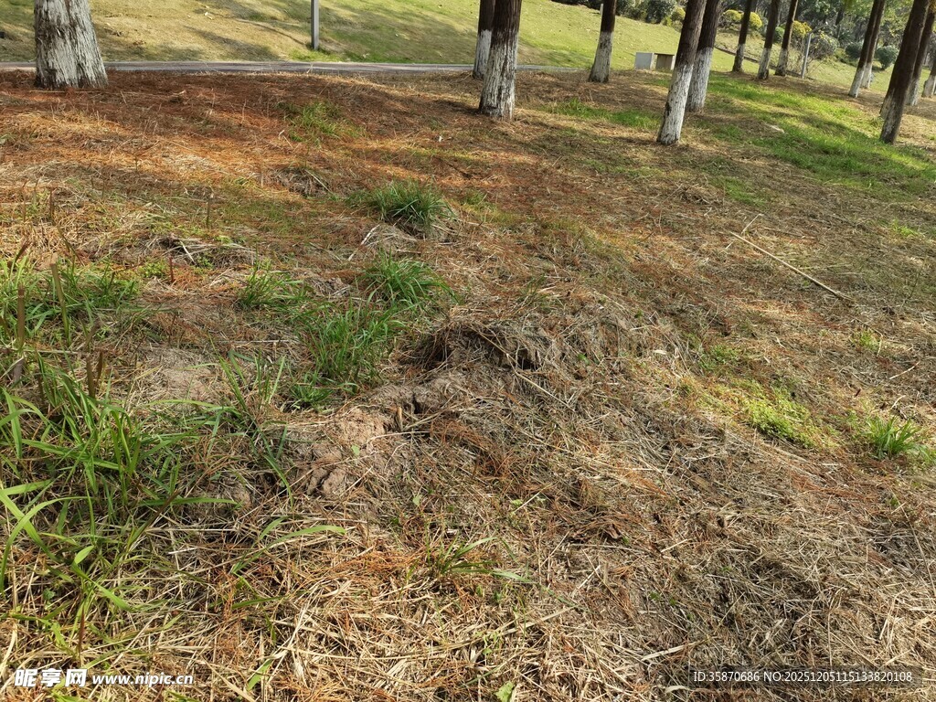 林间草地植被景象