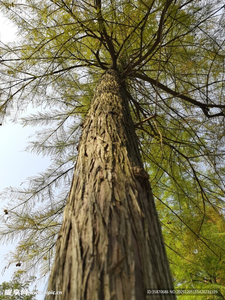 高大挺拔的参天古树