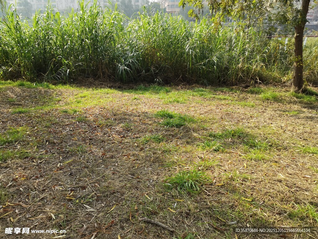 户外林间草地自然景致