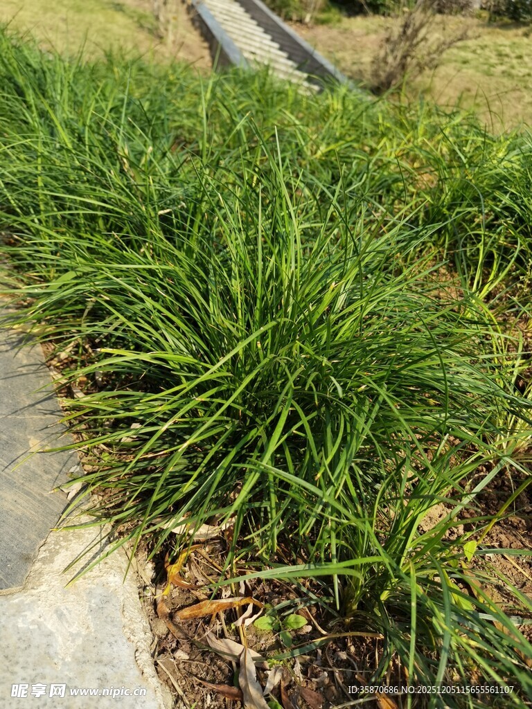 路边葱郁的绿色草丛