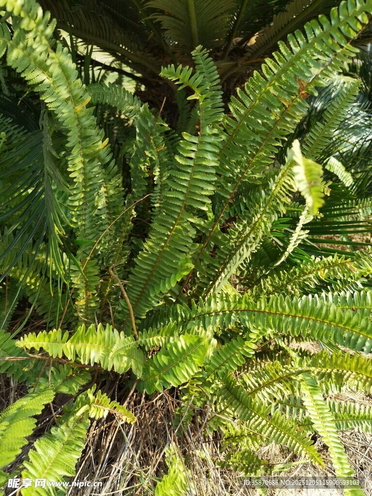 翠绿蕨类植物生机盎然