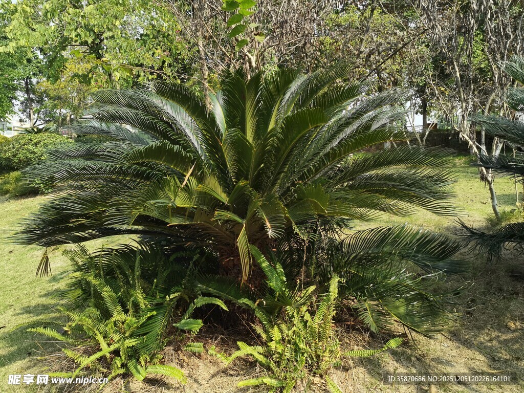 庭院中的铁树植物景观