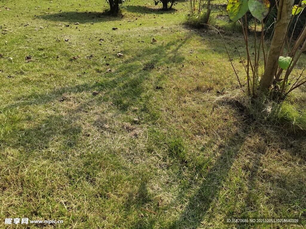 户外草地旁的绿植景观