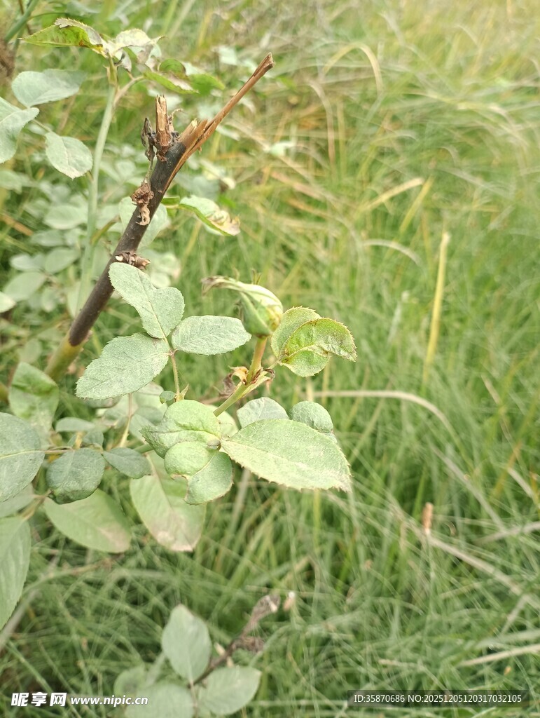 草丛中的带叶植物枝干
