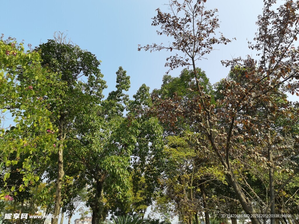 蓝天映衬下的葱郁树林