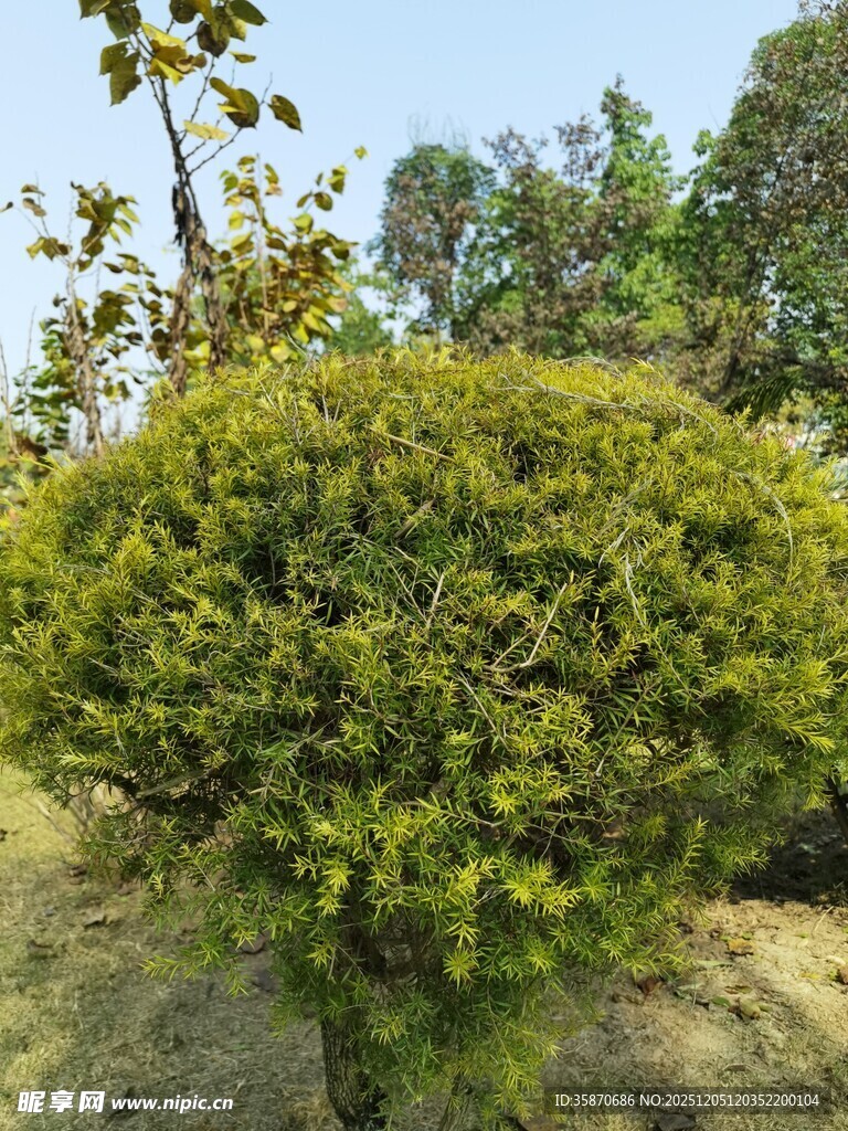 翠绿灌木现自然生机