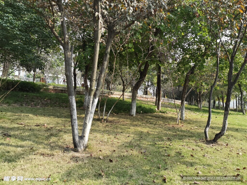 公园草地树木景观