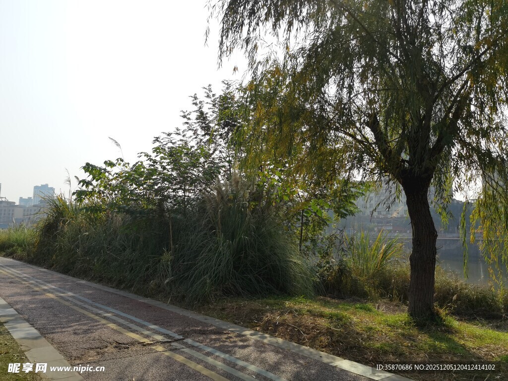 乡间小路旁的葱郁树木