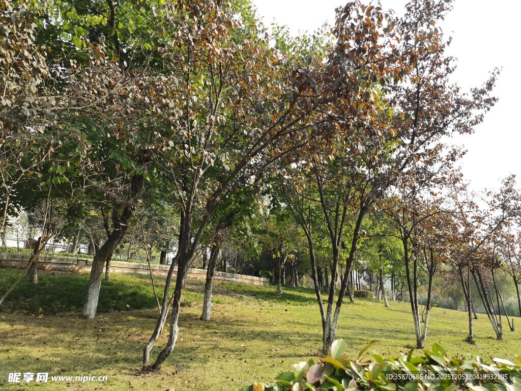 公园绿树成荫的美景