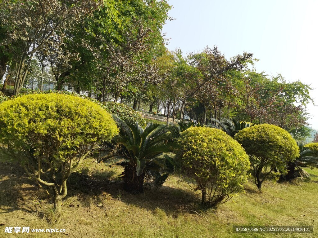 绿意盎然的园林景观