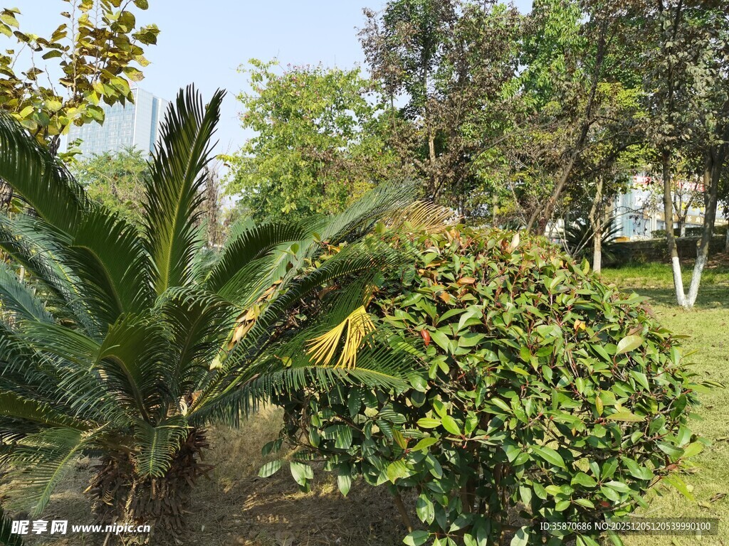 绿意盎然的户外植物景观