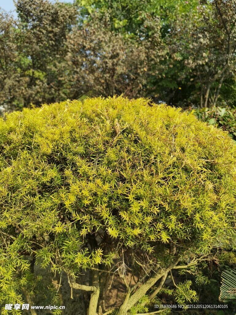 球形绿植金黄繁茂景致