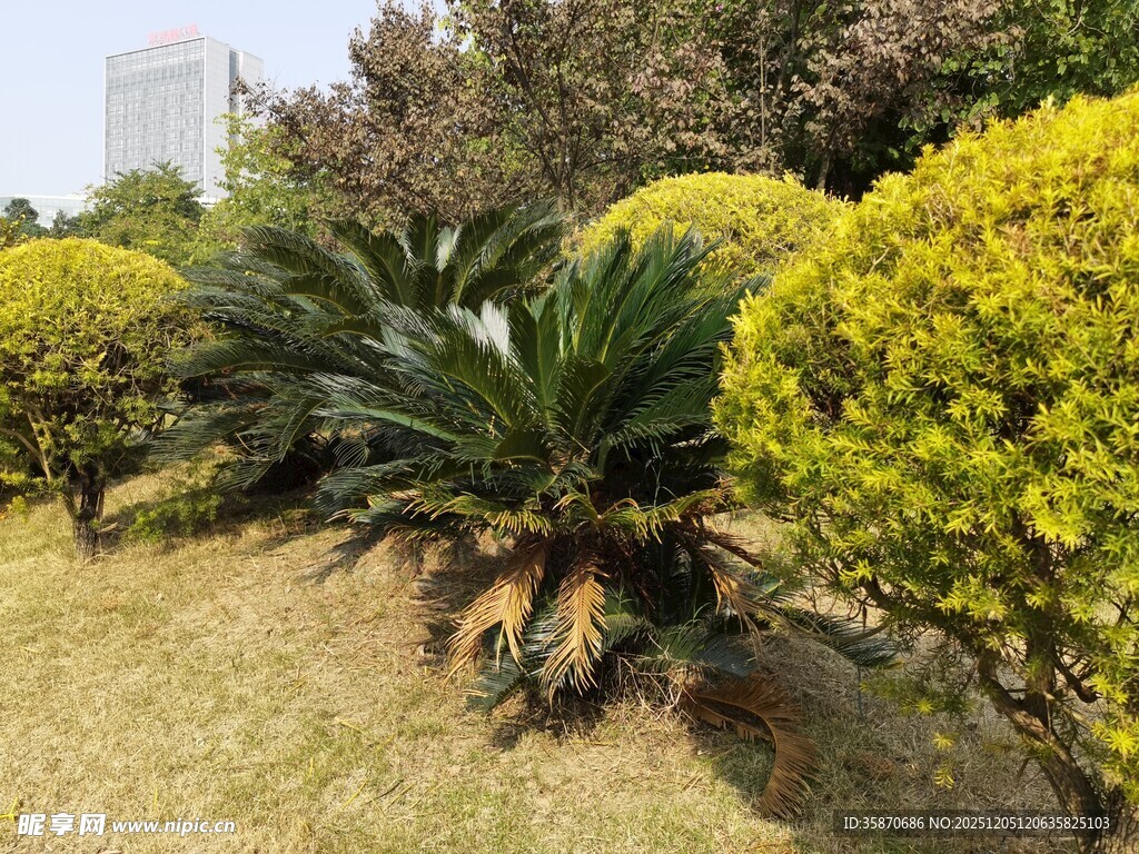 园林中的多样绿植景观