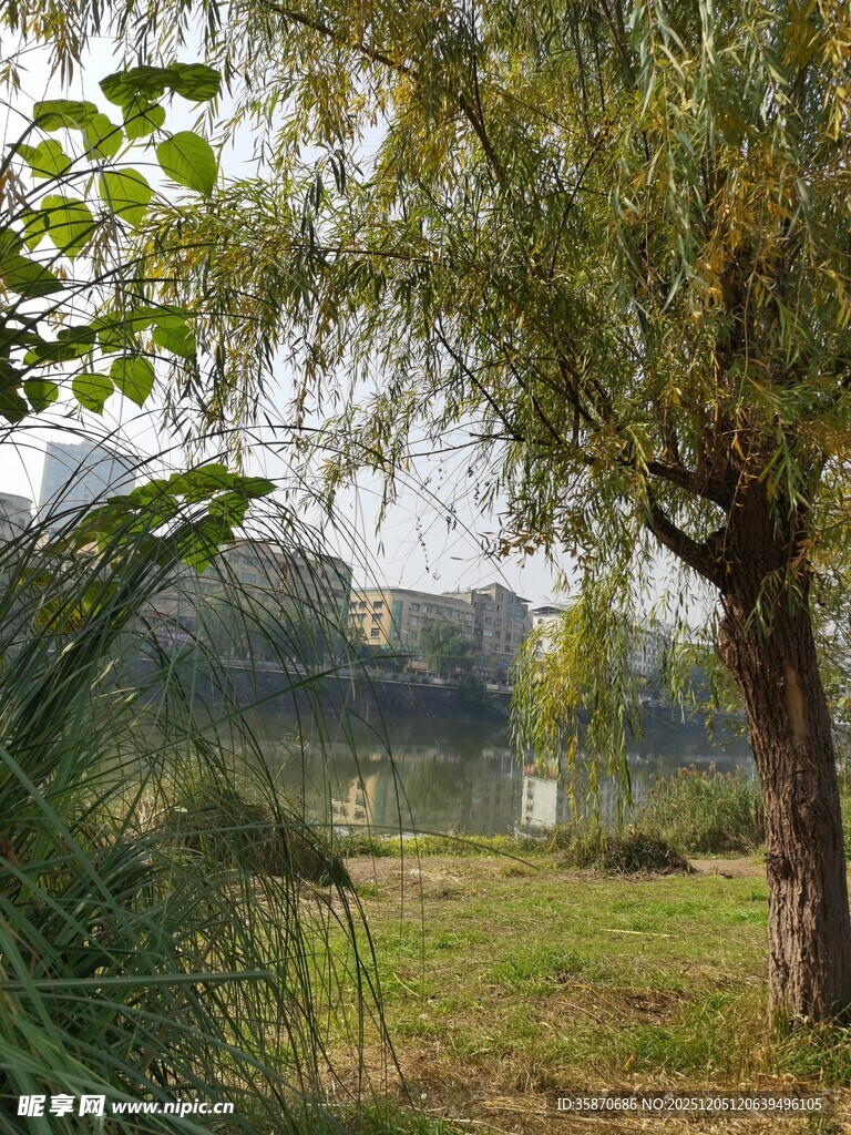 湖畔垂柳自然静谧景致