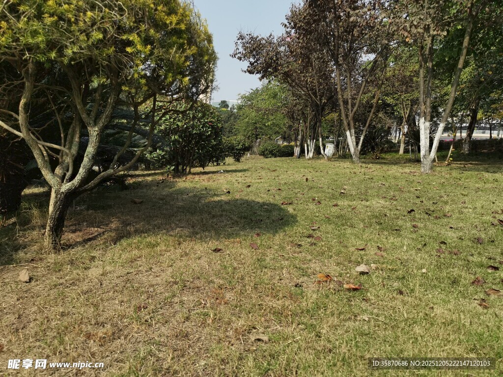 户外绿意盎然的草地树林