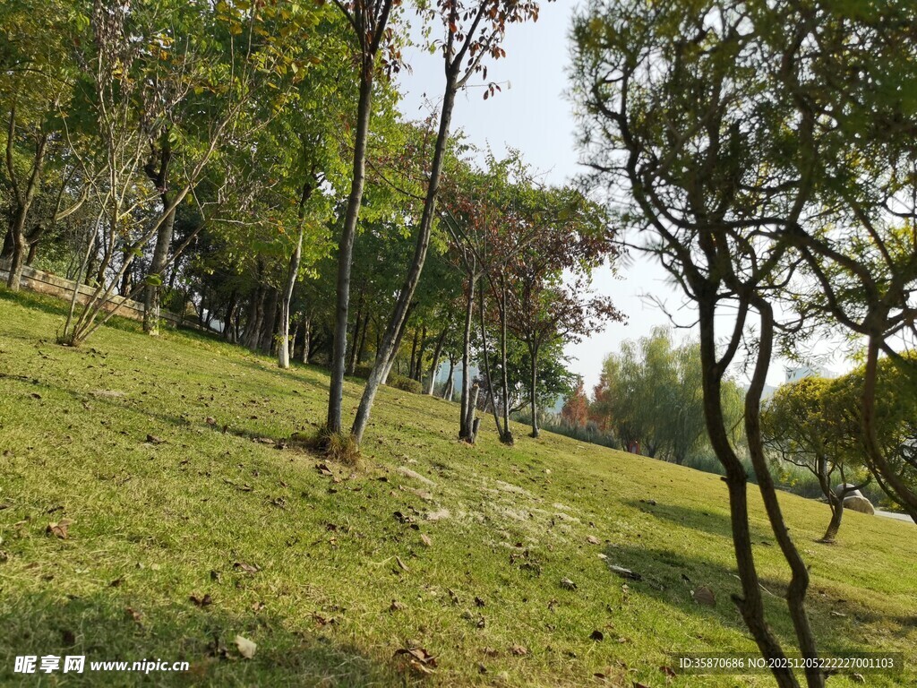 绿意盎然的山坡树林景观