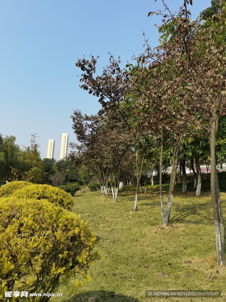 城市公园绿意盎然景观