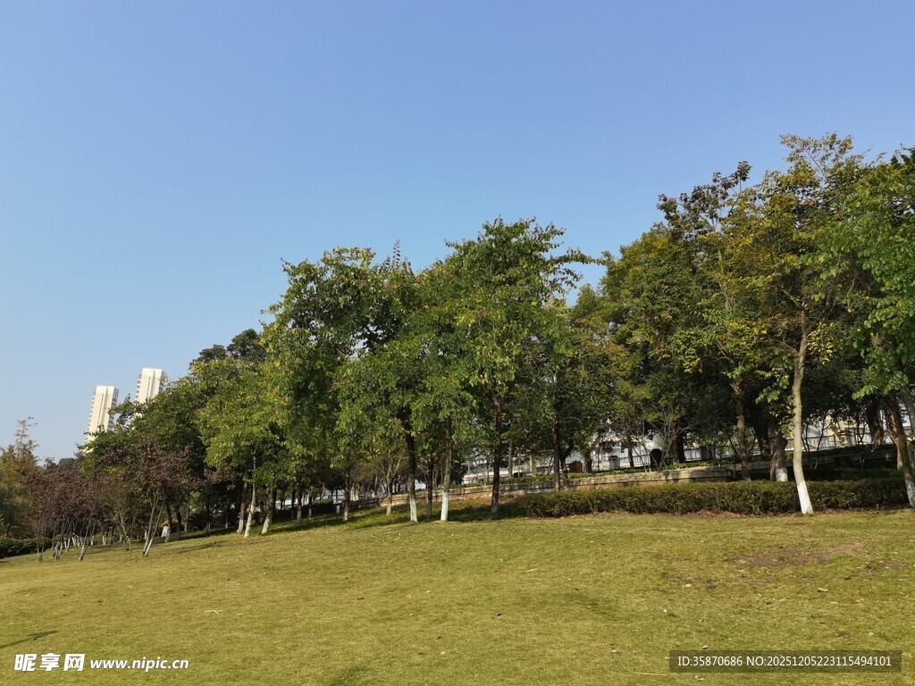 户外开阔草地与绿树景观