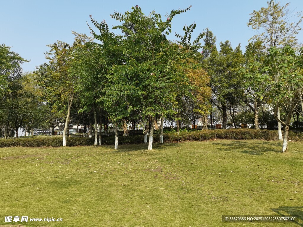 绿意盎然的公园草地景观