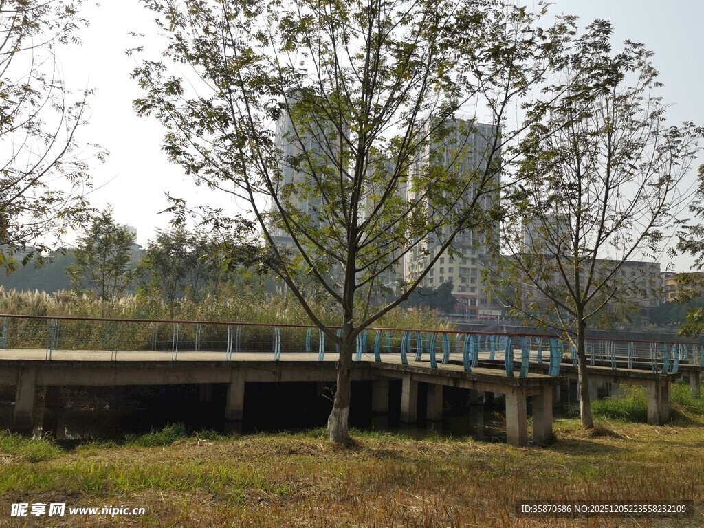 城市河畔树木风景图