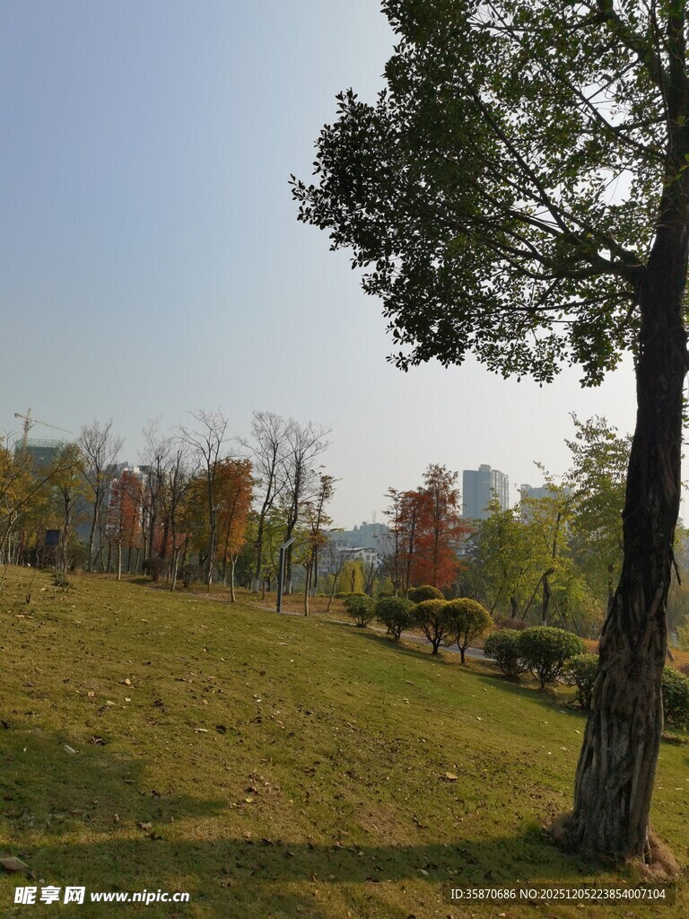 秋日公园草地树木风景