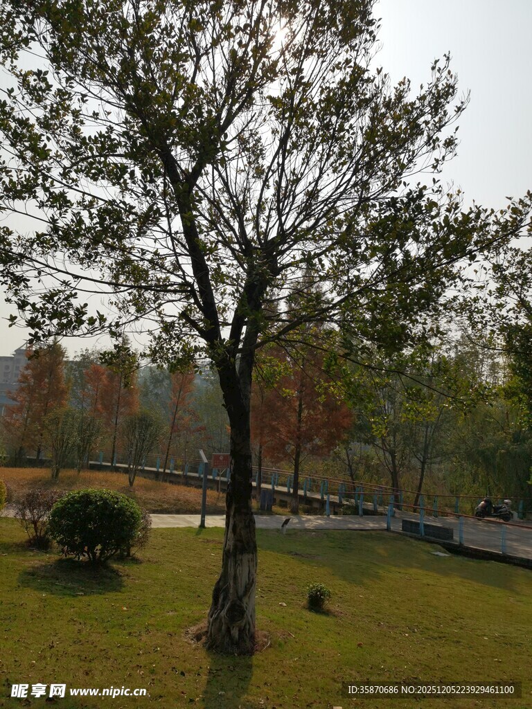 公园中的树木与开阔草地