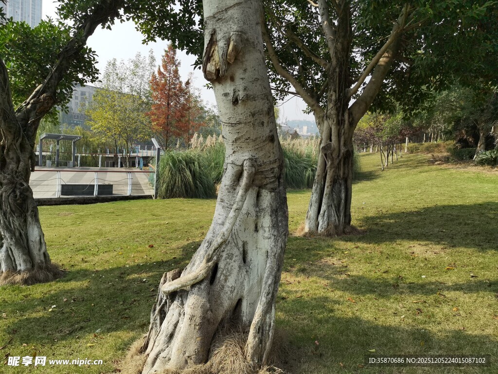 公园中形态各异的老树
