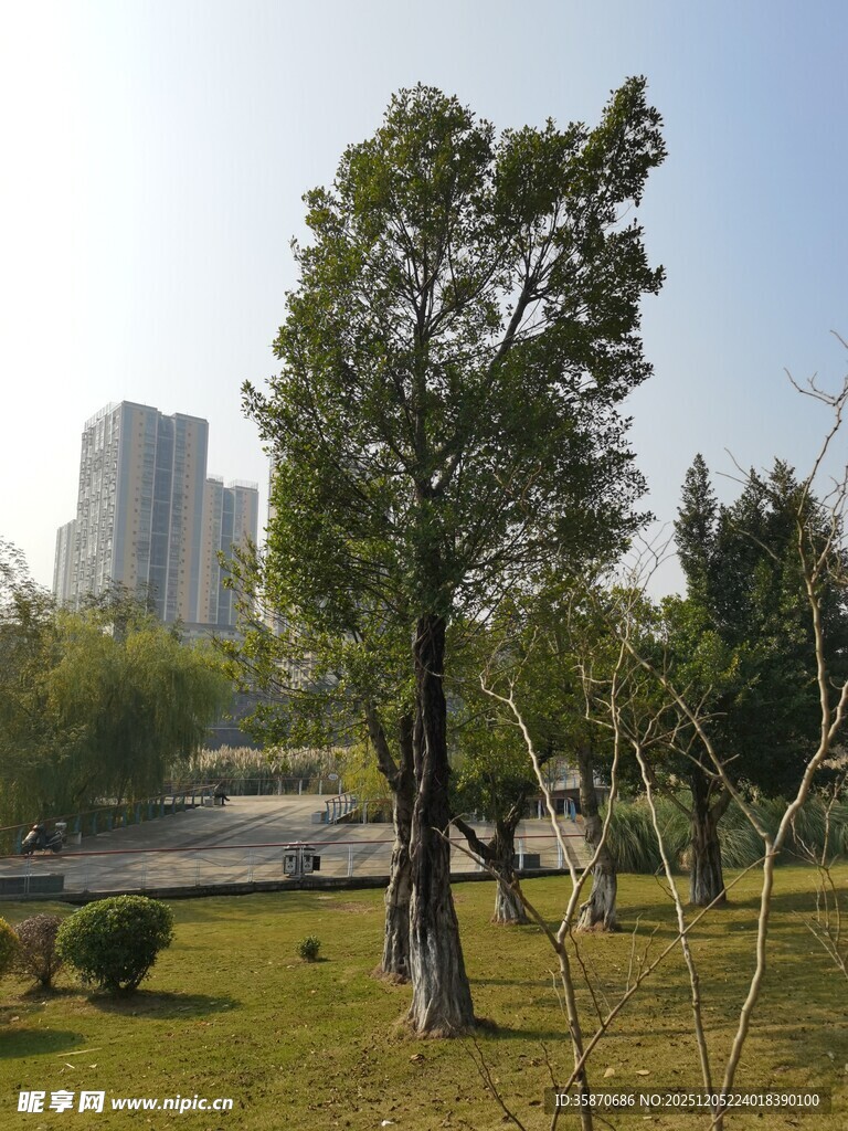 城市公园中的绿树景观