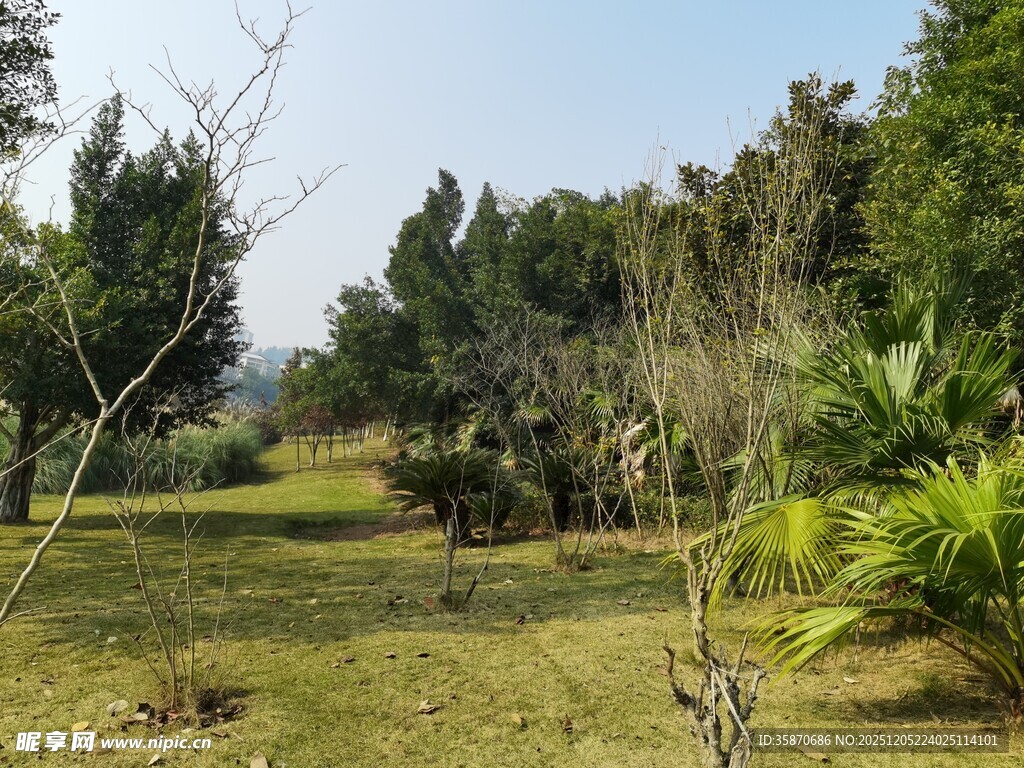 林间草地自然景致