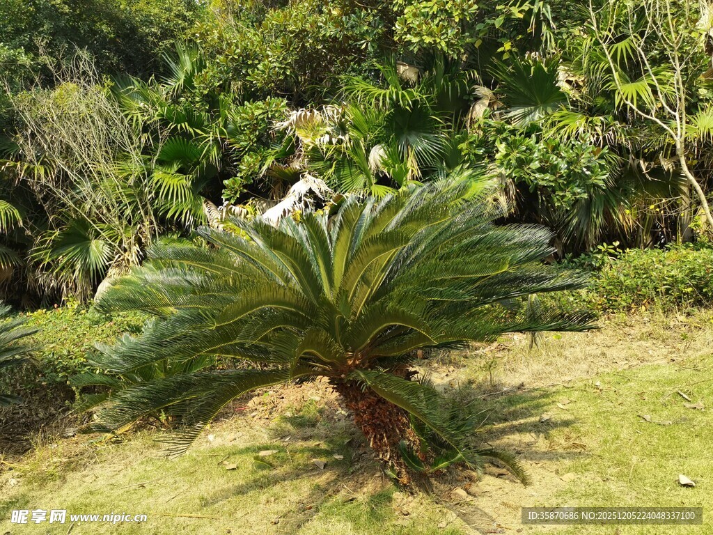 户外的铁树景观