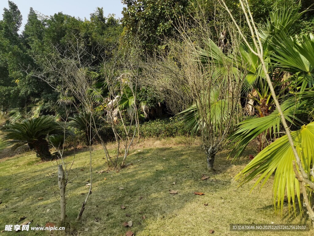 户外自然绿植景观