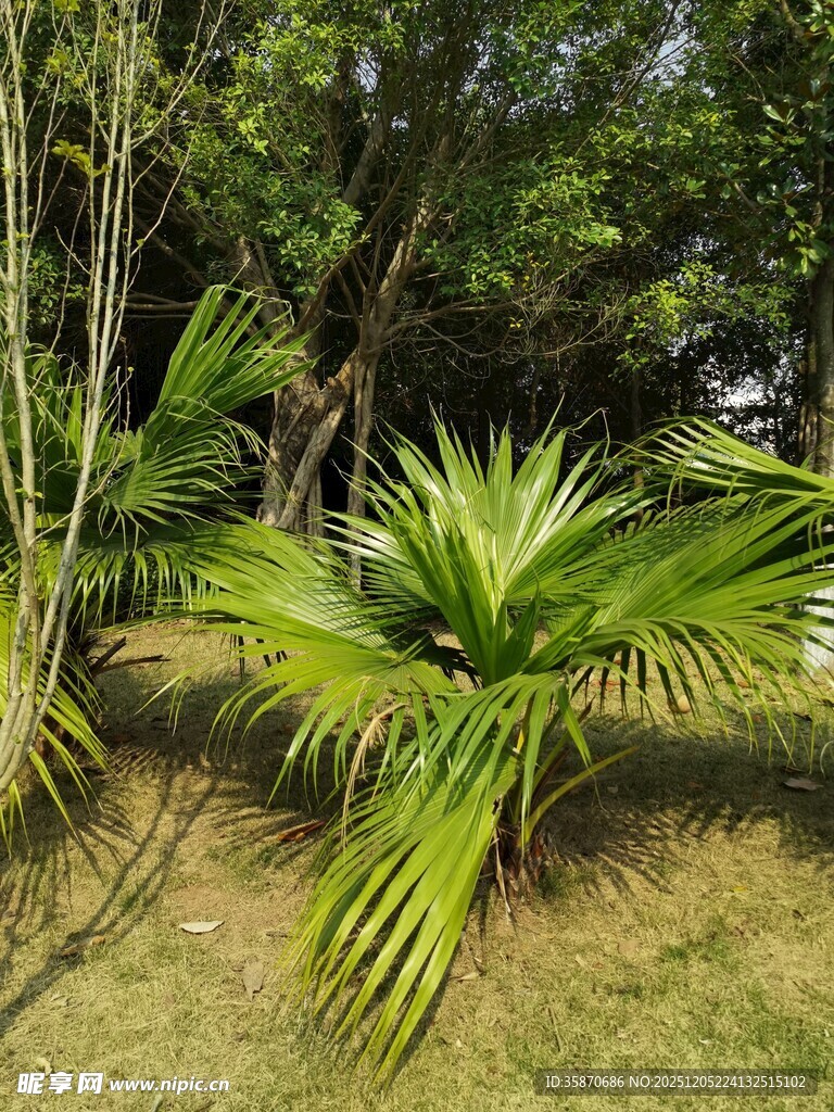 户外翠绿棕榈植物景观