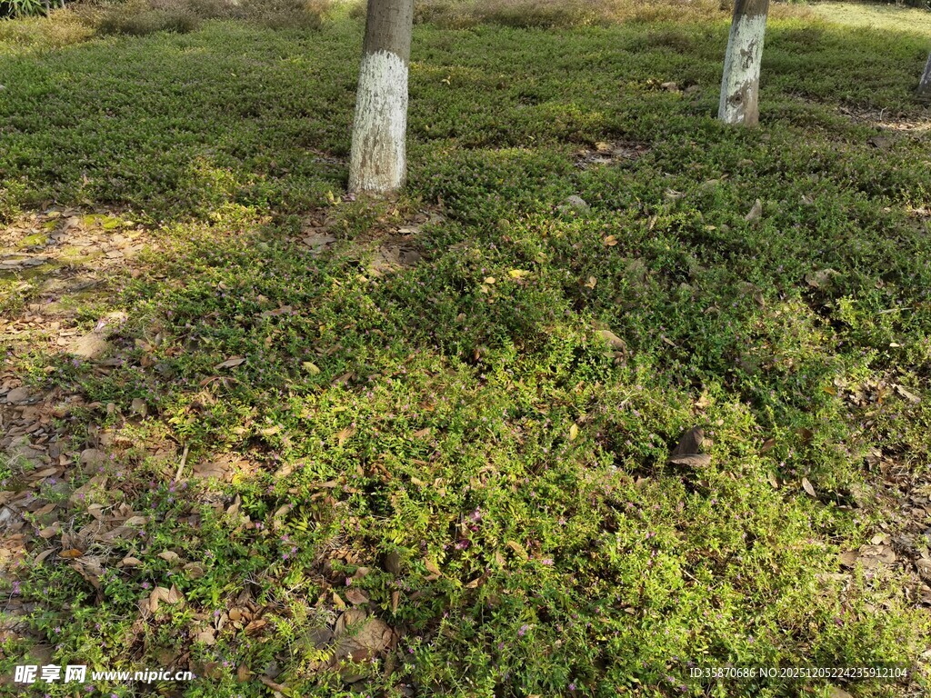 草地树木景观图