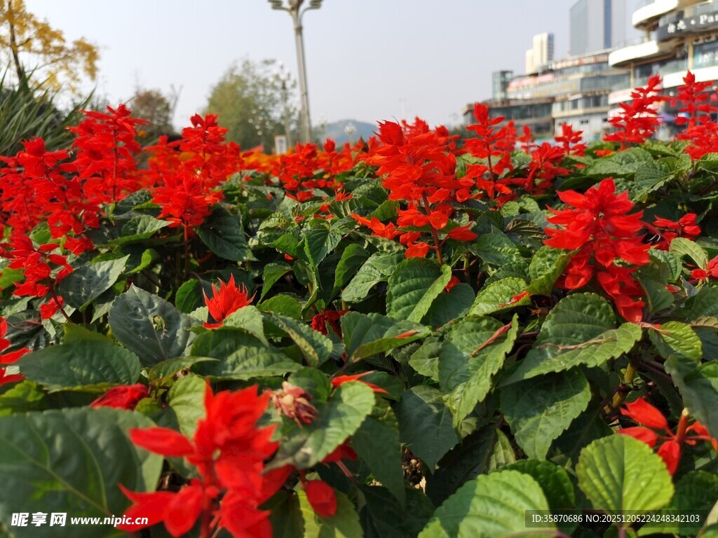 鲜艳一串红绽放生机