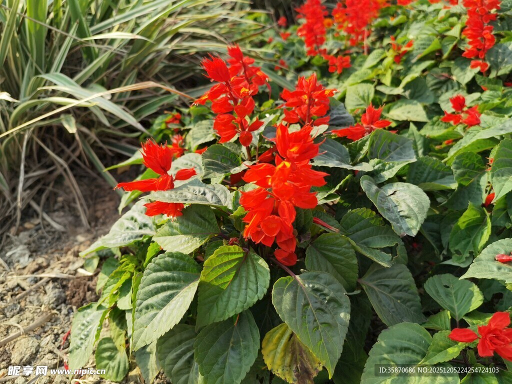 一串红绽放绿意衬红花