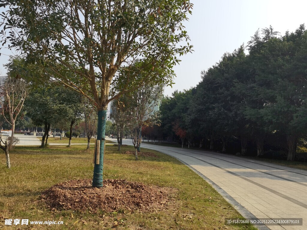 公园中的树木与蜿蜒小路