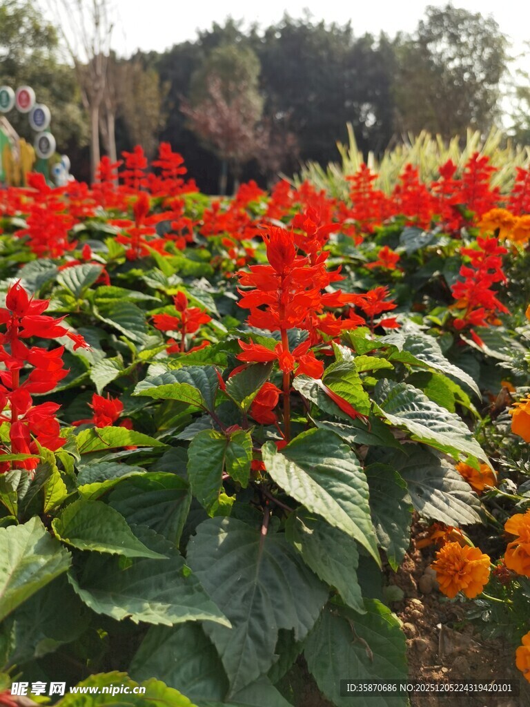 鲜艳一串红绽放于花丛中