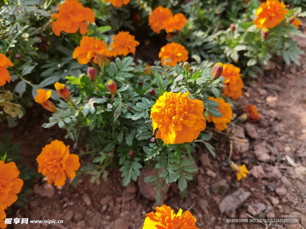 鲜艳万寿菊绽放于花丛中