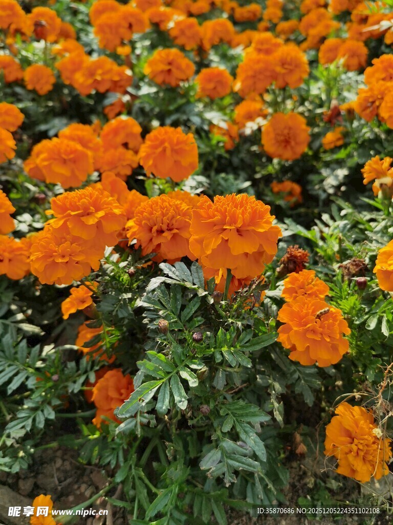 橙色万寿菊绽放的美景