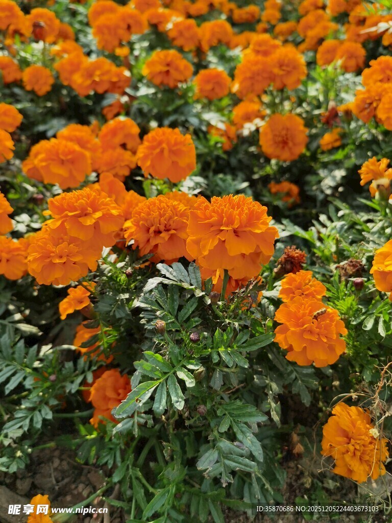 橙色万寿菊绽放的美景