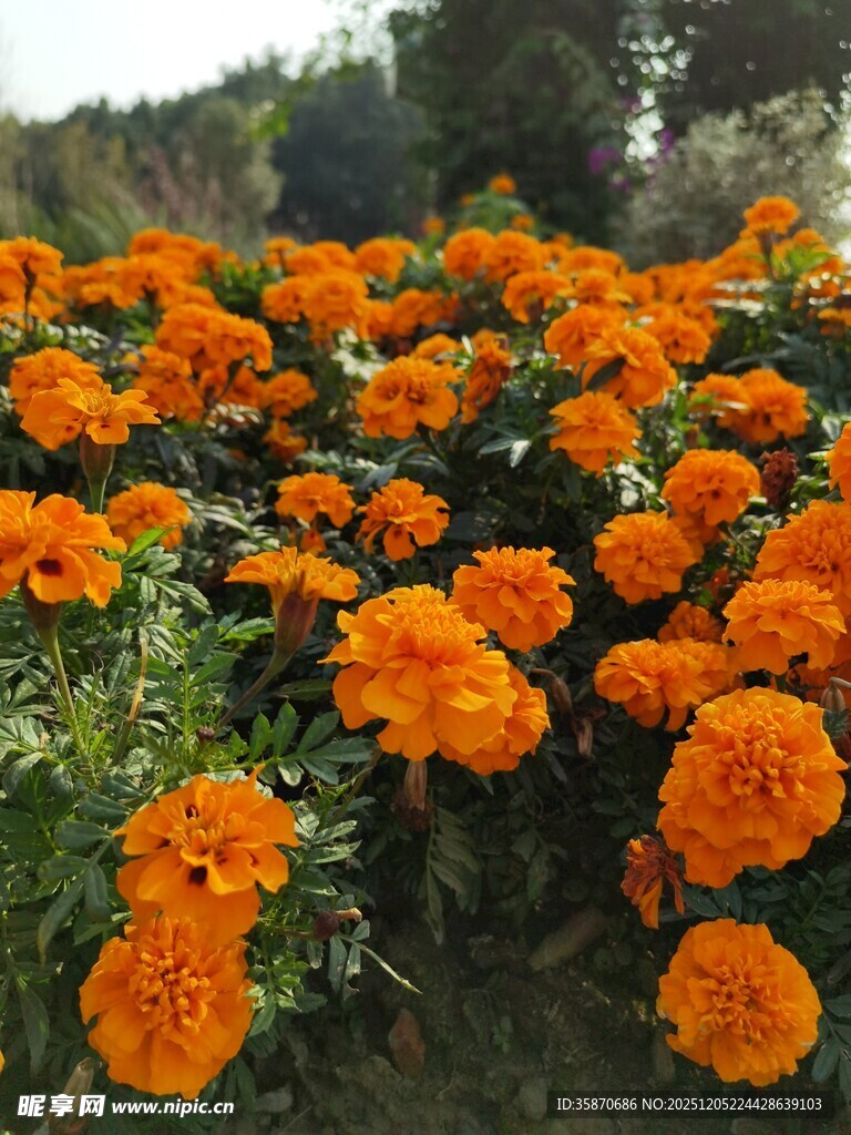 鲜艳万寿菊绽放生机