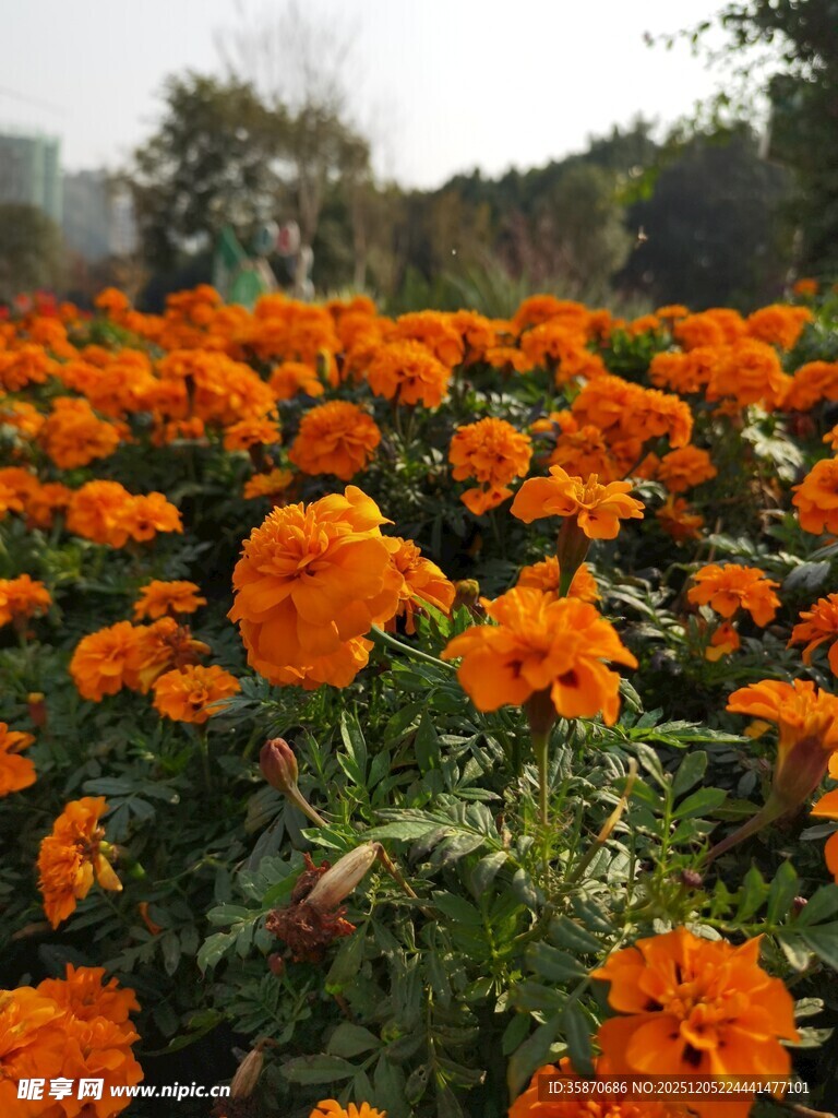 绚烂万寿菊绽放的花田