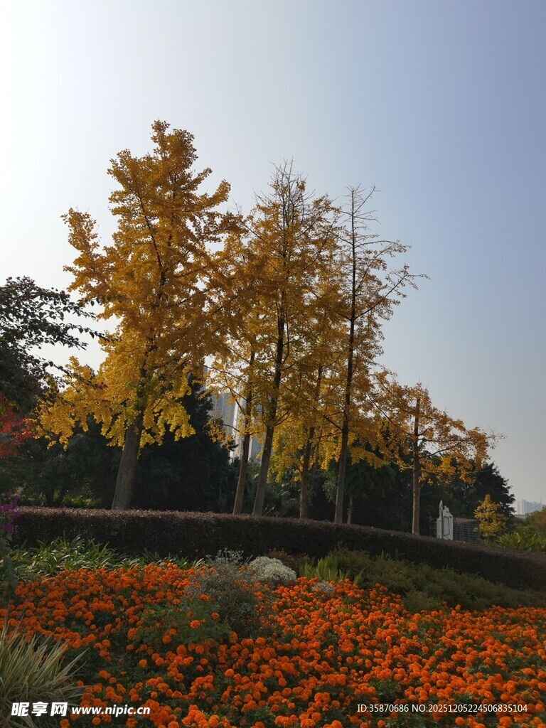 秋日花卉与金黄树木美景