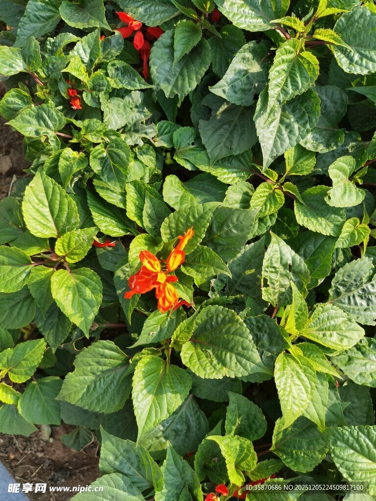 绿叶间的鲜艳红色花朵