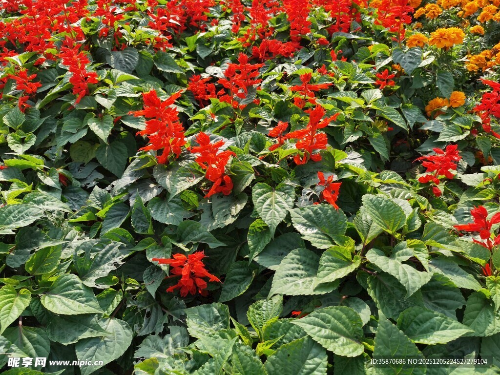 鲜艳红花朵朵绿植相伴