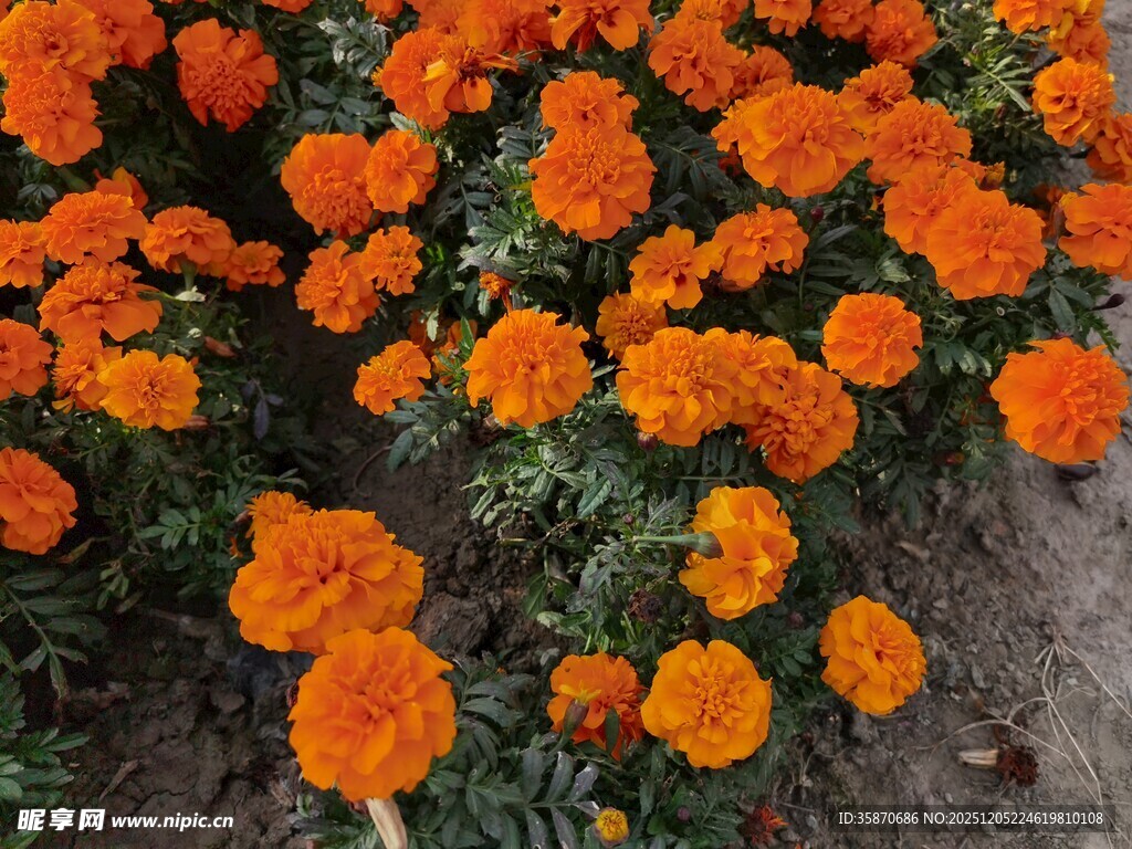 橙色万寿菊绽放的美丽