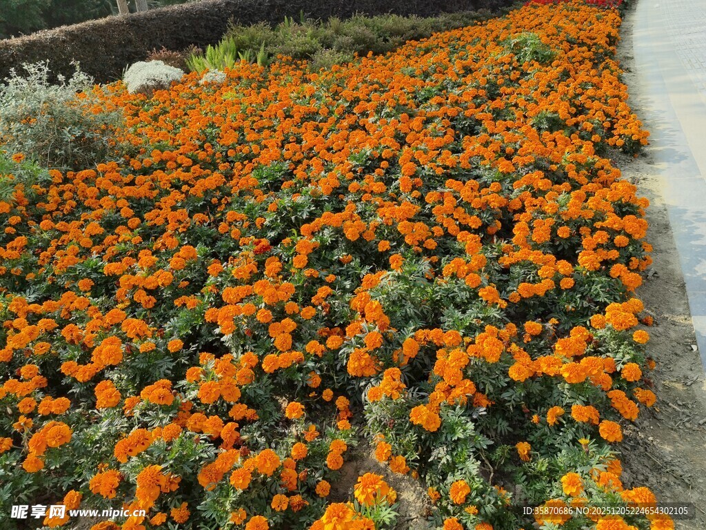 橙色花海绽放美丽景致