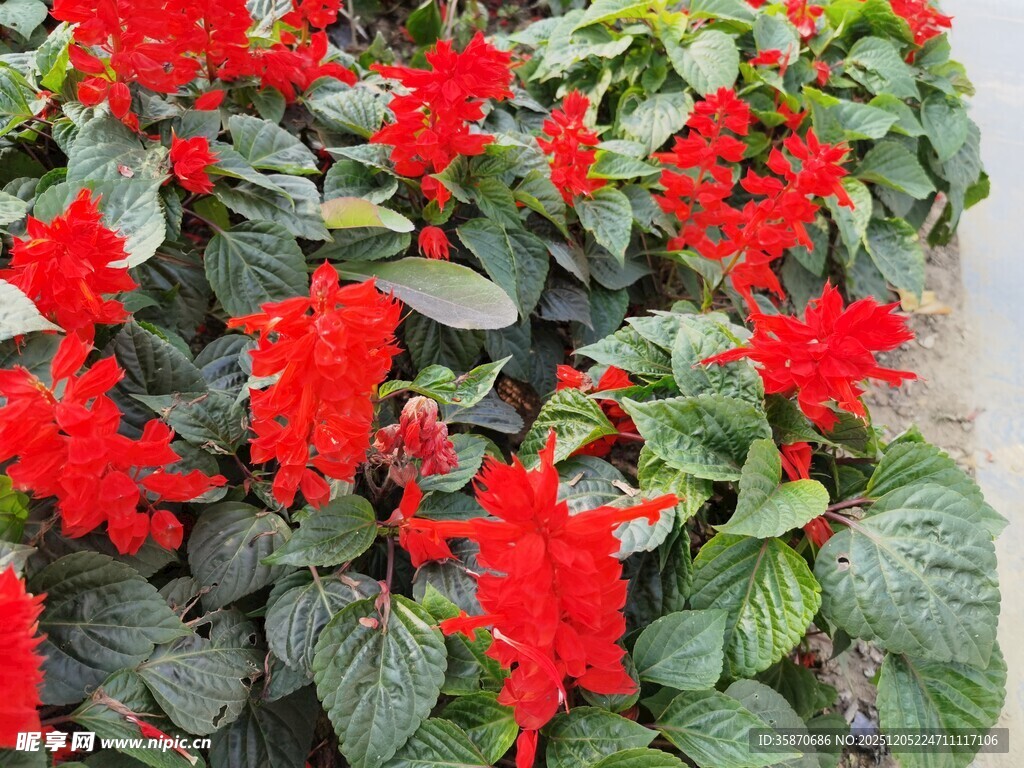 一串红花卉绽放