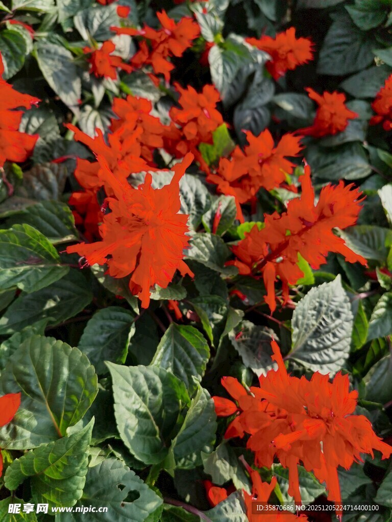 鲜艳红色花朵与绿叶相映