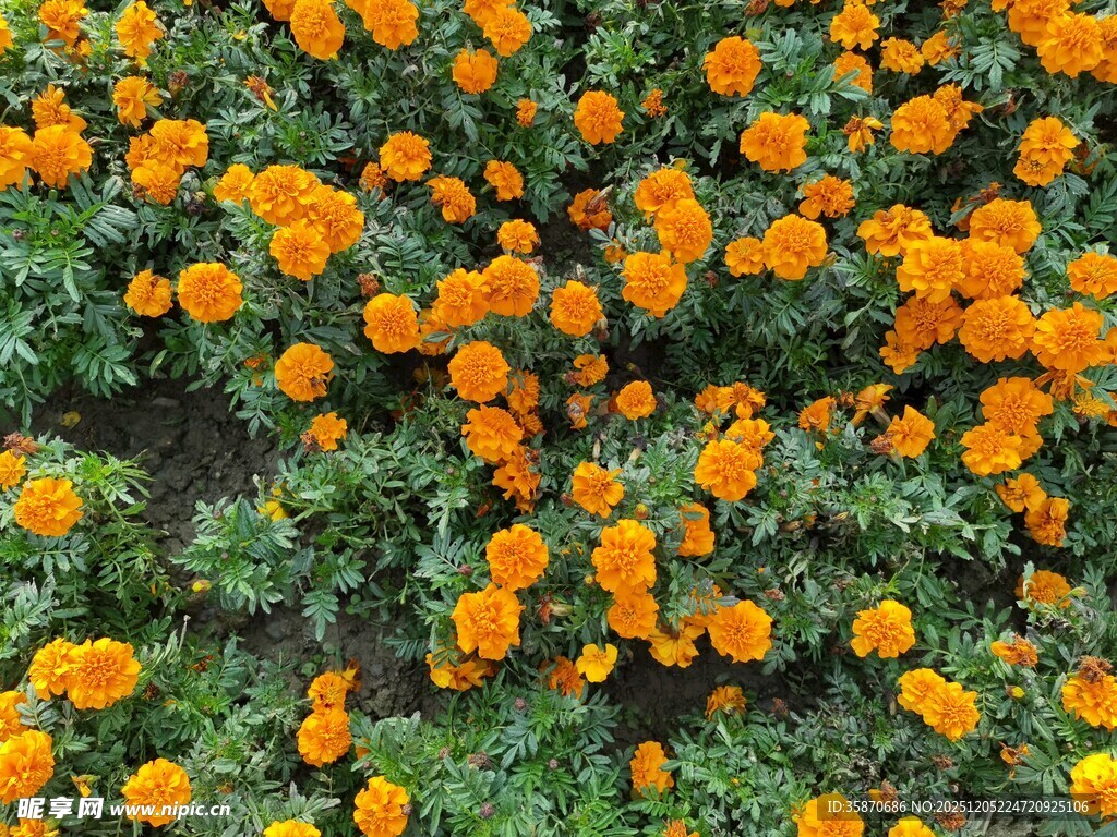 橙色万寿菊绽放的美景